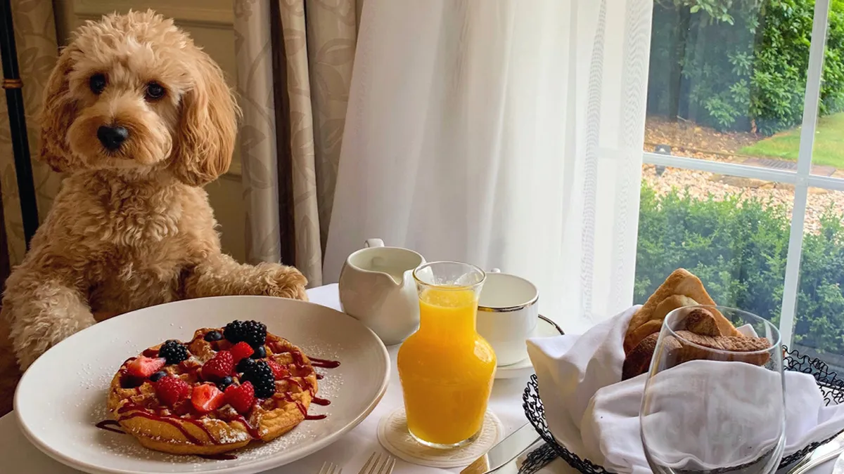A cozy interior scene featuring a fluffy dog, a plate of pancakes, orange juice, and a glimpse of nature outside the window. The setting hints at a pet-friendly, relaxed environment where guests can enjoy slow mornings and the company of their furry companions.